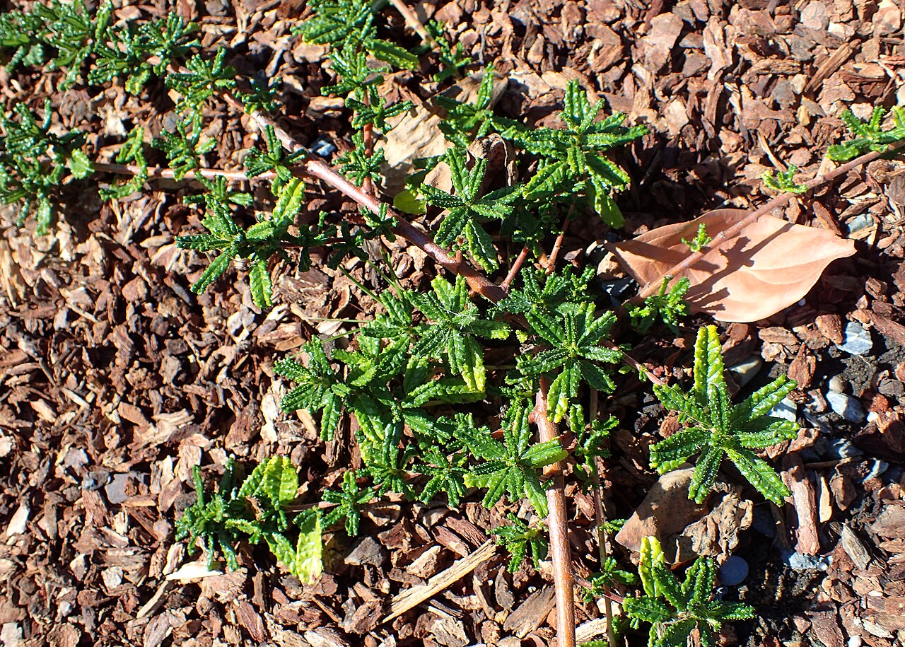 Hearst Ranch buckbrush: Ceanothus hearstiorum in the Humboldt Botanical Garden