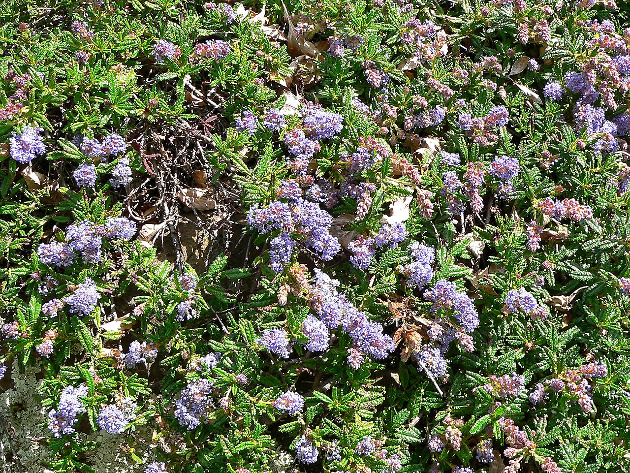 Hearst Ranch buckbrush: Photo of Ceanothus hearstiorum at the Regional Parks Botanic Garden , Berkeley, California