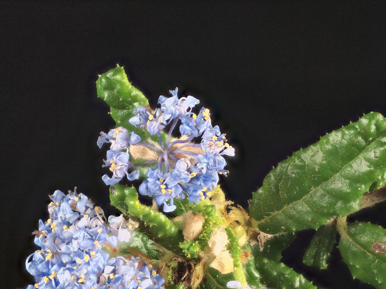 Hearst Ranch buckbrush: Ceanothus hearstiorum—Hearst Ranch buckbrush . Included in the CNPS Inventory of Rare and Endangered Plants on list 1B.2 (rare, threatened, or endangered in CA