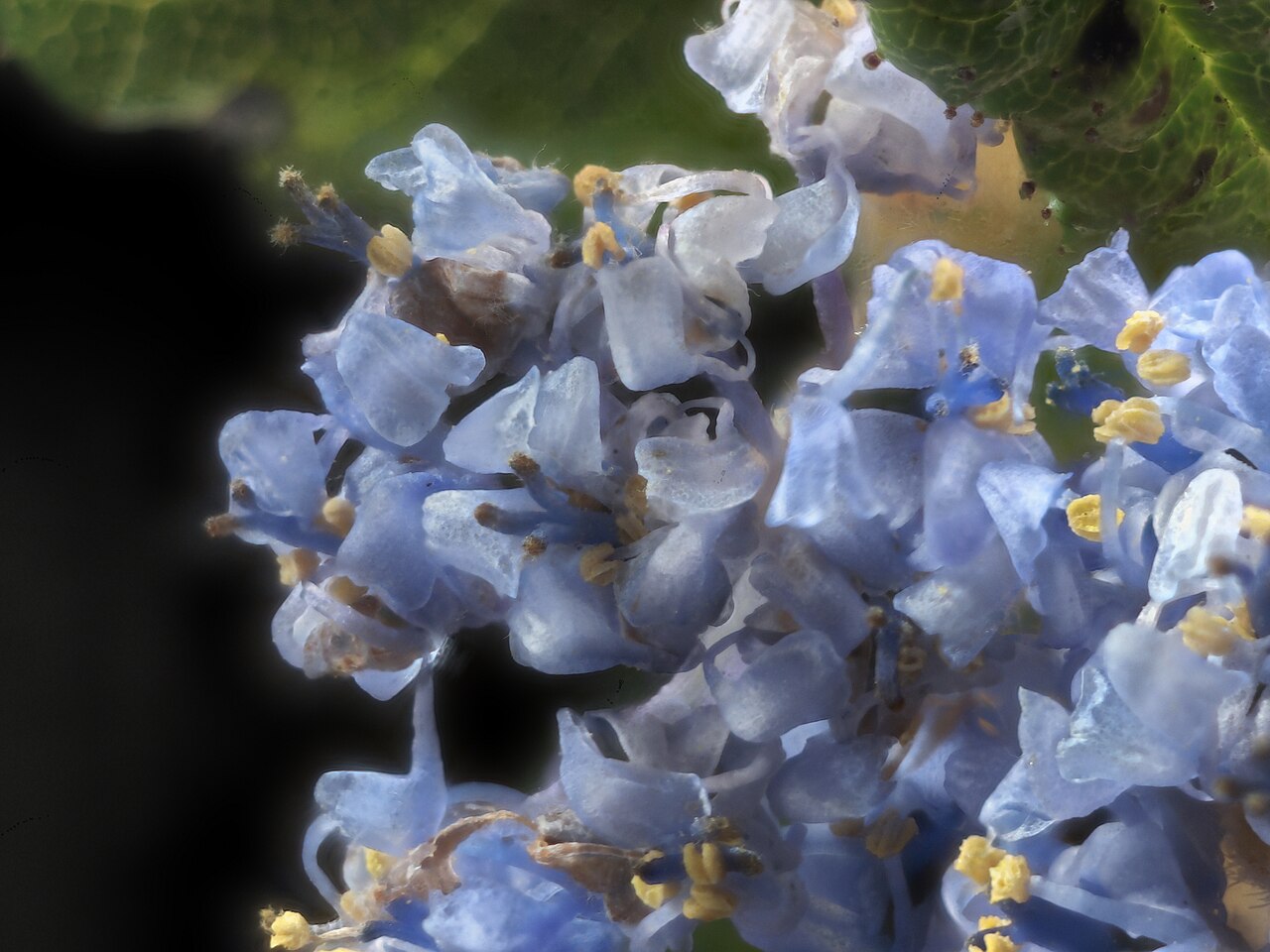 Hearst Ranch buckbrush: Ceanothus hearstiorum—Hearst Ranch buckbrush. Included in the CNPS Inventory of Rare and Endangered Plants on list 1B.2 (rare, threatened, or endangered in CA a
