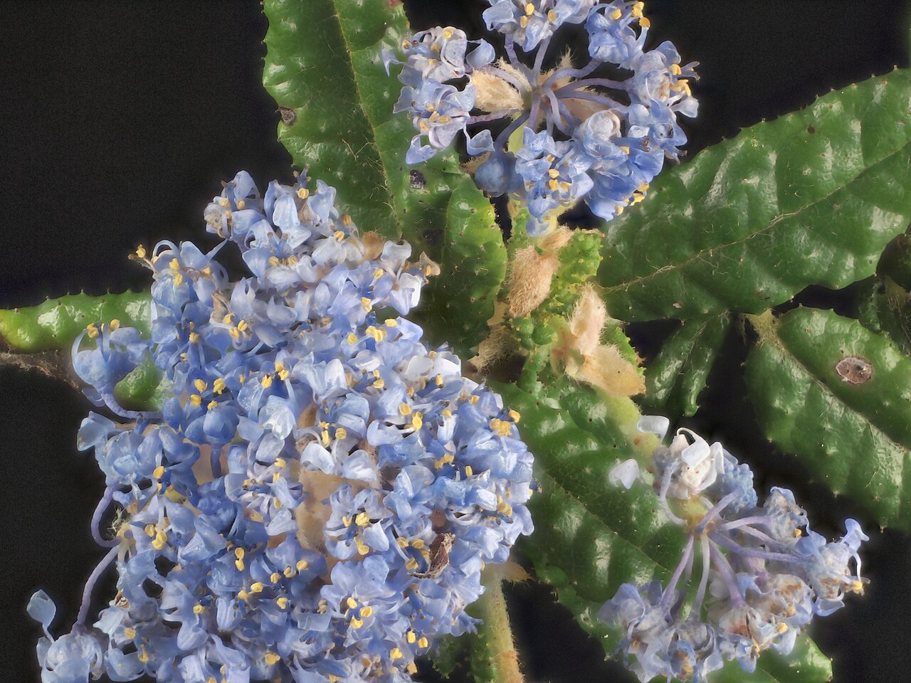Hearst Ranch buckbrush: Ceanothus hearstiorum—Hearst Ranch buckbrush. Included in the CNPS Inventory of Rare and Endangered Plants on list 1B.2 (rare, threatened, or endangered in CA a