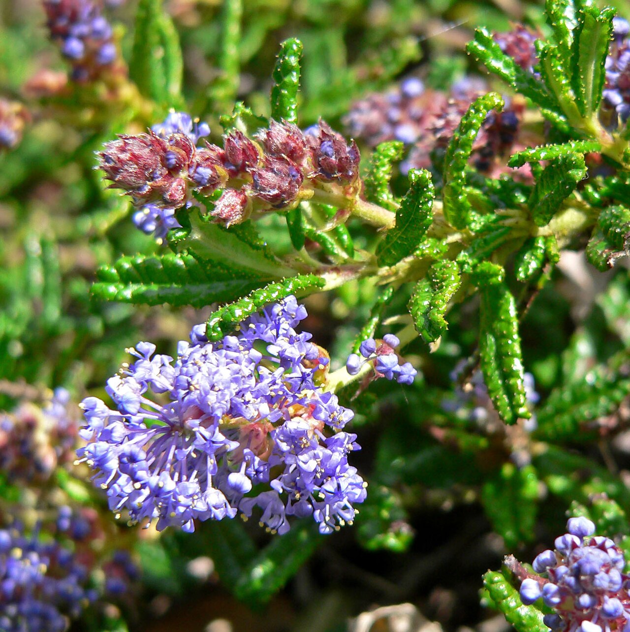 Hearst Ranch buckbrush: Photo of Ceanothus hearstiorum at the Regional Parks Botanic Garden , Berkeley, California