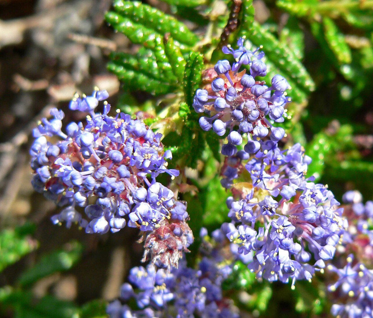 Hearst Ranch buckbrush: Photo of Ceanothus hearstiorum at the Regional Parks Botanic Garden , Berkeley, California