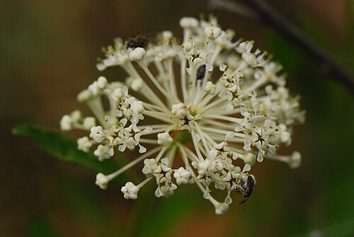Jersey tea: Ceanothus herbaceus - inland New Jersey tea