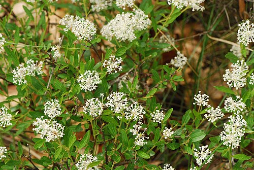 Jersey tea: Ceanothus herbaceus - inland New Jersey tea