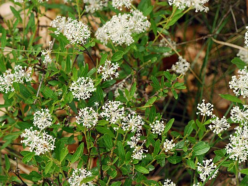 Jersey tea: Ceanothus herbaceus - inland New Jersey tea