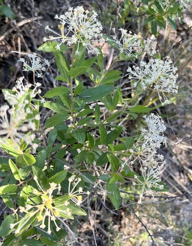 Jersey tea (Ceanothus herbaceus)