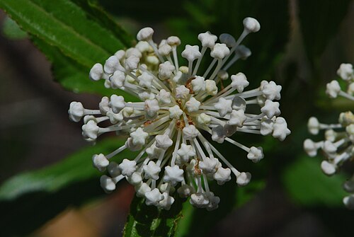 Jersey tea: Ceanothus herbaceus - inland New Jersey tea