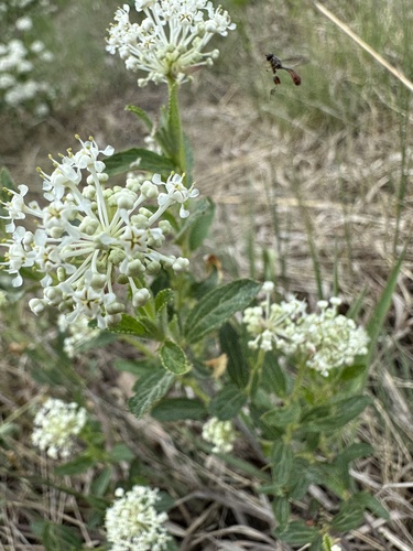 Jersey tea (Ceanothus herbaceus)
