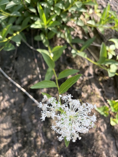 Jersey tea (Ceanothus herbaceus)