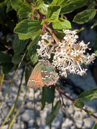 Jersey tea (Ceanothus herbaceus)