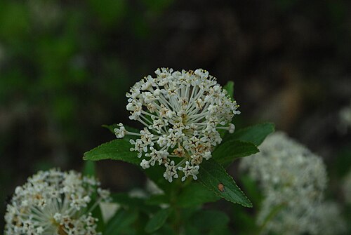 Jersey tea: Ceanothus herbaceus - inland New Jersey tea