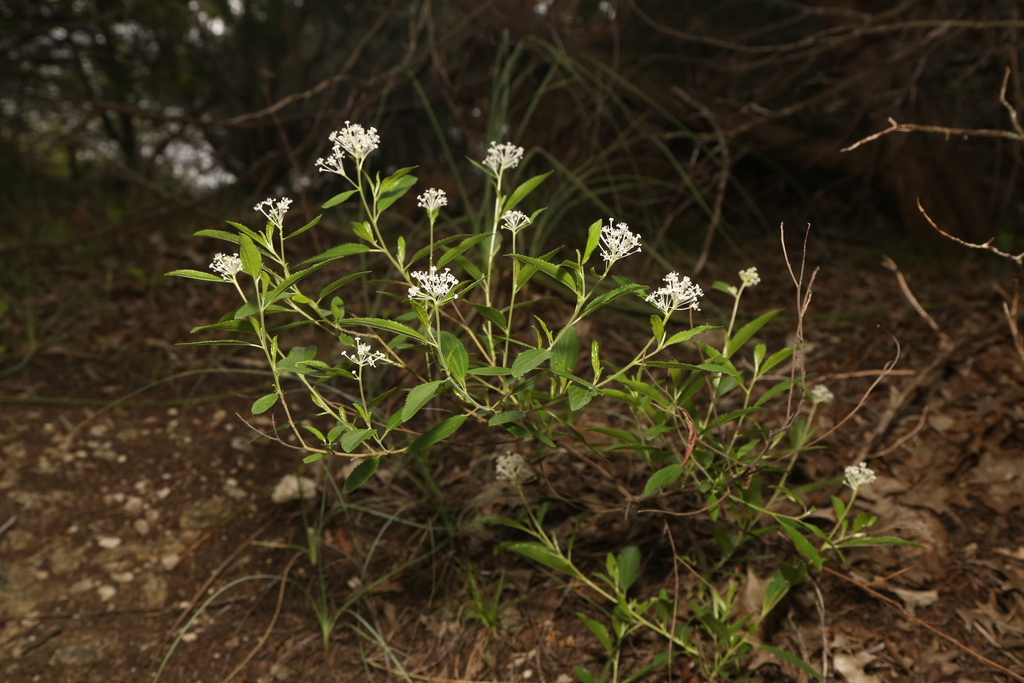 Jersey tea (Ceanothus herbaceus)