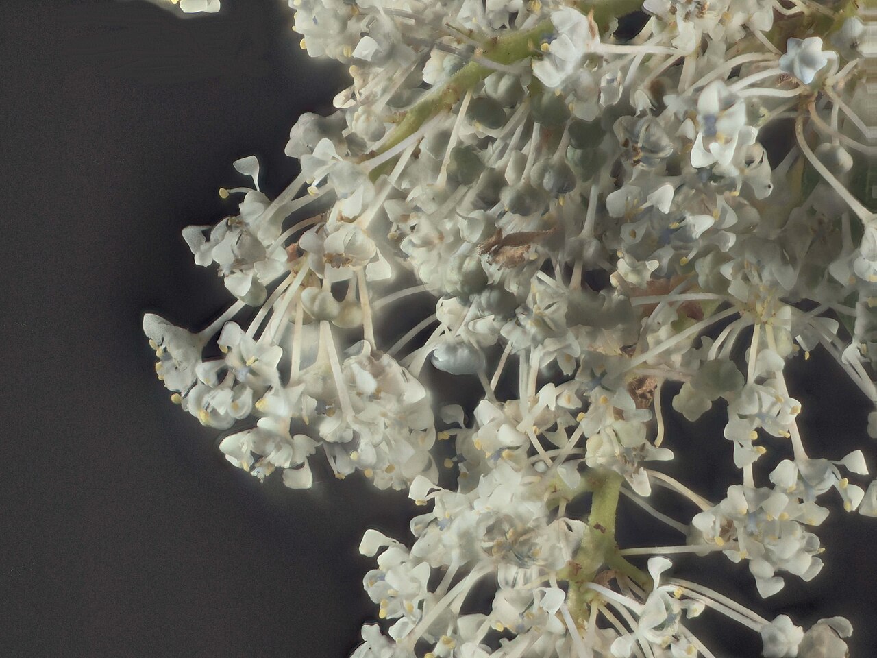 Coast whitethorn: Ceanothus incanus—coast whitethorn. Photo is one of a series of extreme closeups of ceanothus. Photographed with Olympus Pen E-PL1 with Canon 100 mm FD macro le
