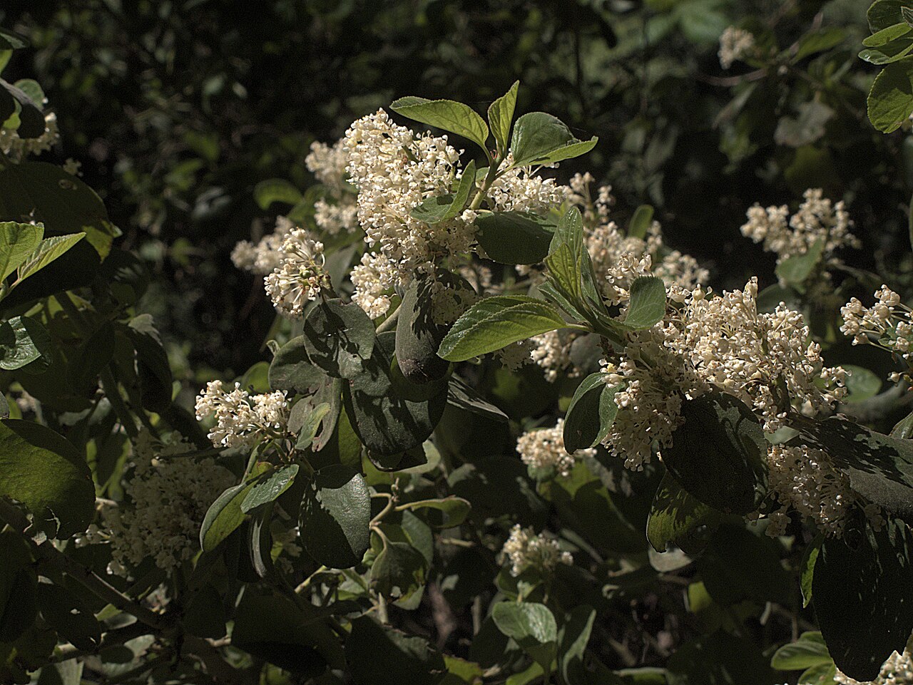 Coast whitethorn: Ceanothus incanus—coast whitethorn. Photographed at Regional Parks Botanic Garden located in Tilden Regional Park near Berkeley, CA.