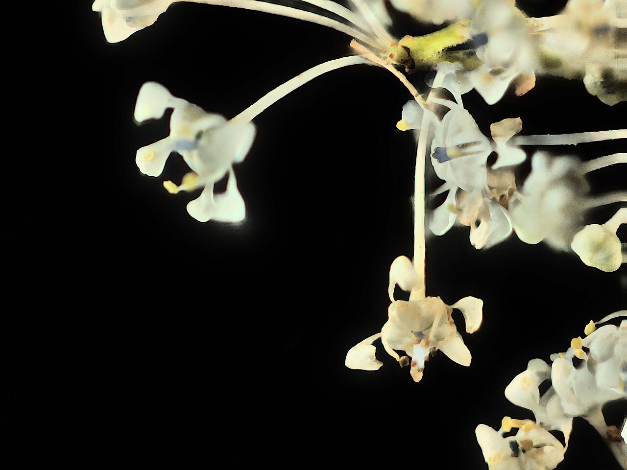 Coast whitethorn: Ceanothus incanus—coast whitethorn. Photo is one of a series of extreme closeups of ceanothus. Photographed with Olympus Pen E-PL1 with Canon 100 mm FD macro le