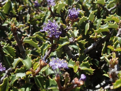 Jepson ceanothus (Ceanothus jepsonii)