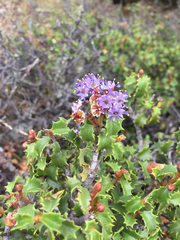 Jepson ceanothus (Ceanothus jepsonii)