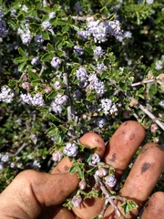 Jepson ceanothus (Ceanothus jepsonii)