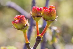 Jepson ceanothus (Ceanothus jepsonii)