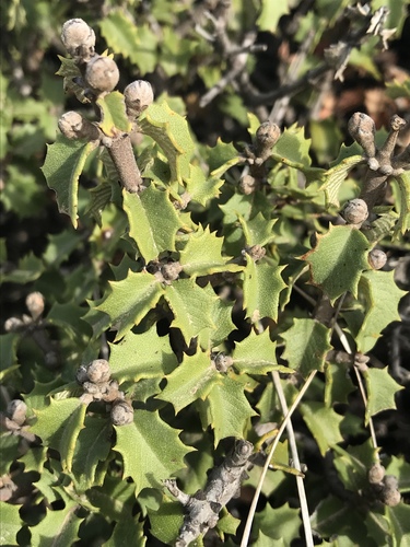 Jepson ceanothus (Ceanothus jepsonii)