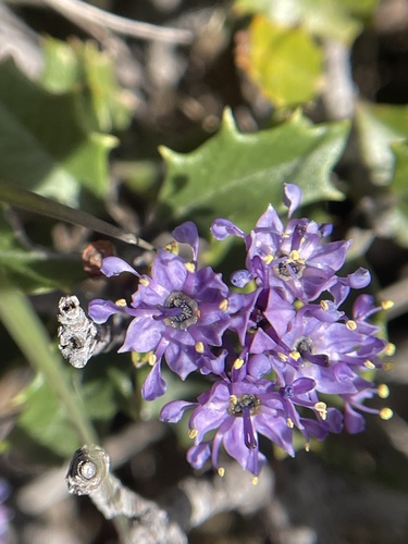 Jepson ceanothus (Ceanothus jepsonii)