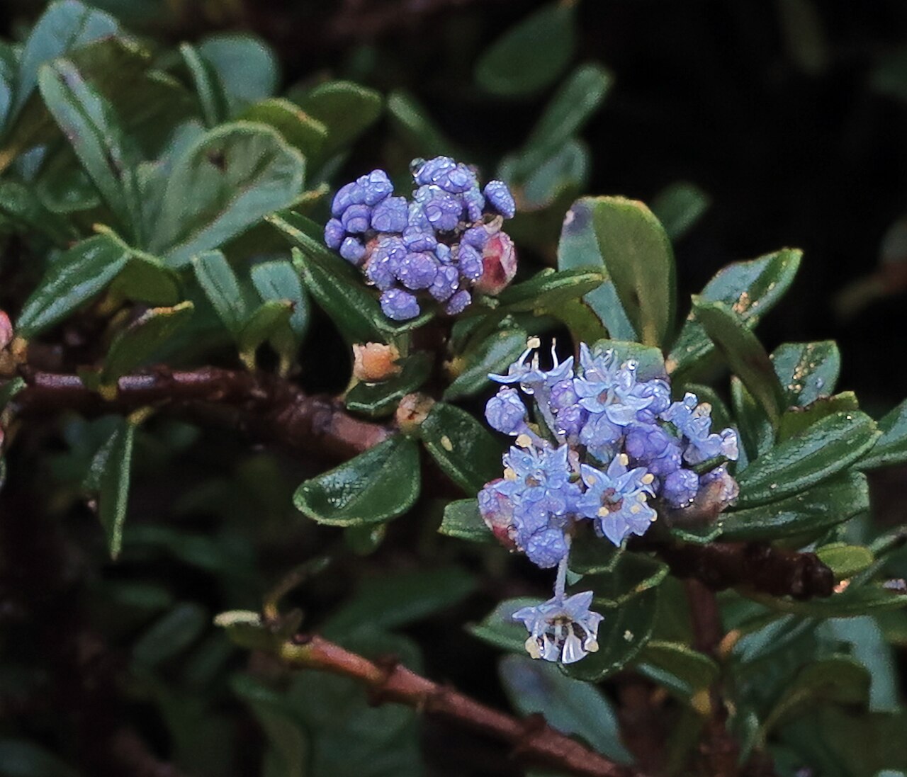 Maritime ceanothus: Ceanothus maritimus—San Luis Obispo ceanothus. Included in the CNPS Inventory of Rare and Endangered Plants on list 1B.2(rare, threatened, or endangered in CA a