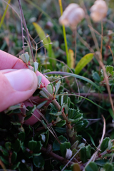 Maritime ceanothus (Ceanothus maritimus)