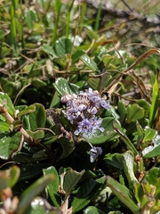 Maritime ceanothus (Ceanothus maritimus)