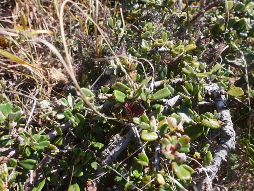 Maritime ceanothus (Ceanothus maritimus)