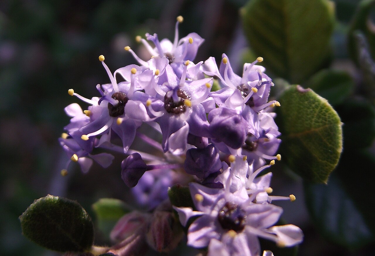 Maritime ceanothus: Ceanothus maritimus in the UC Botanical Garden, Berkeley, California, USA. Identified by sign.