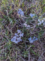 Maritime ceanothus (Ceanothus maritimus)