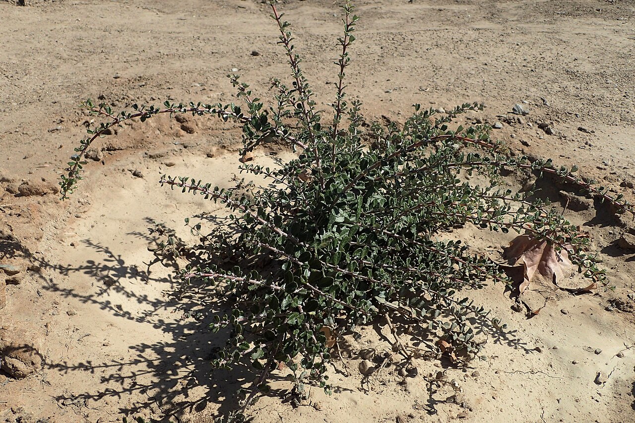 Maritime ceanothus: Ceanothus maritimus in Clovis Botanical Garden
