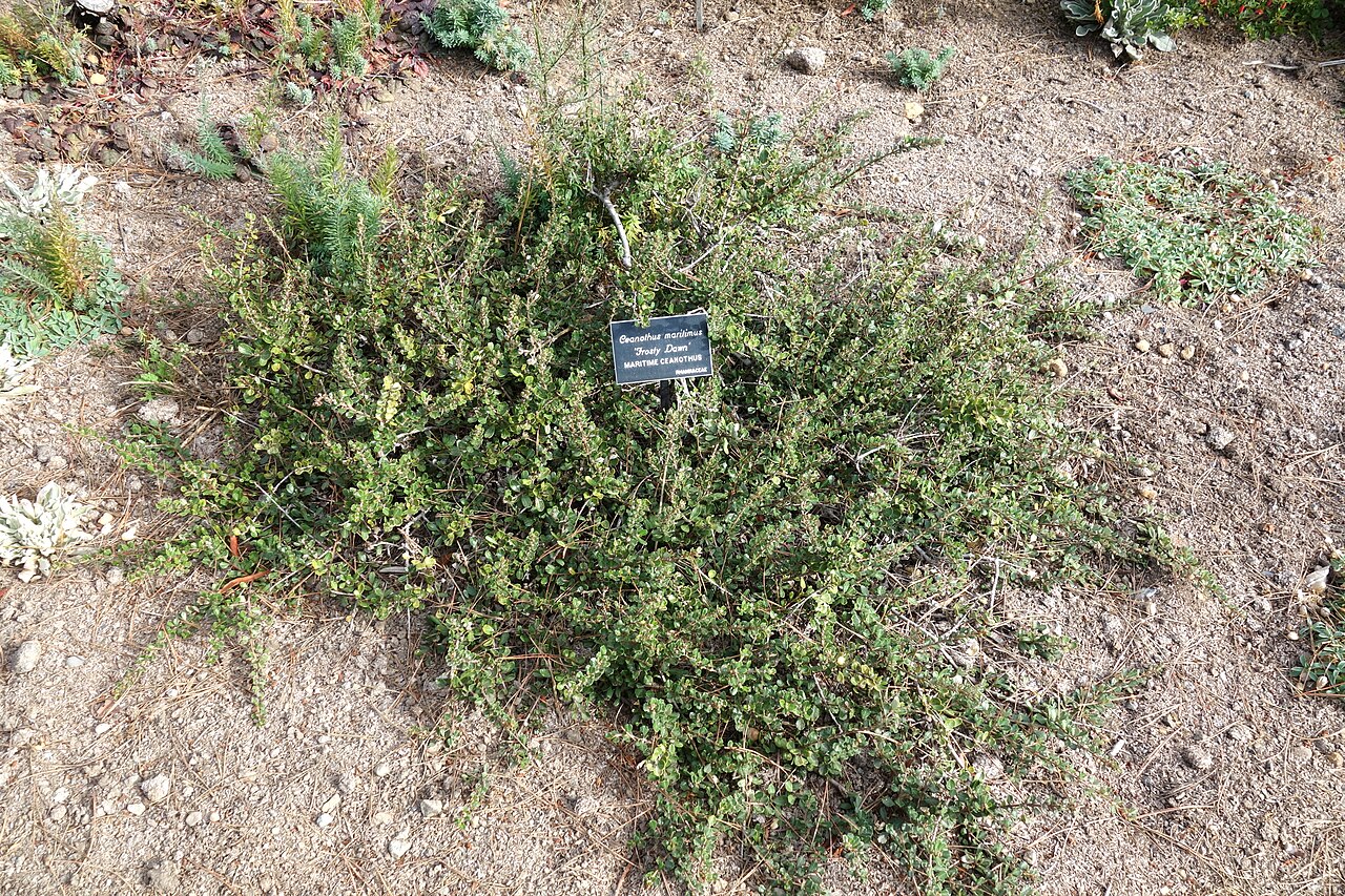 Maritime ceanothus: Botanical specimen in the Mendocino Coast Botanical Gardens, 18220 N Hwy 1, Fort Bragg, California, USA.