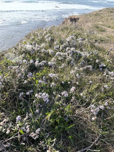 Maritime ceanothus (Ceanothus maritimus)