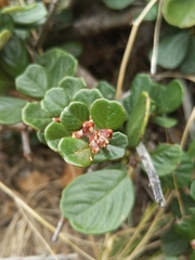 Maritime ceanothus (Ceanothus maritimus)