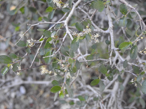 Ceanothus martini (Ceanothus martini)