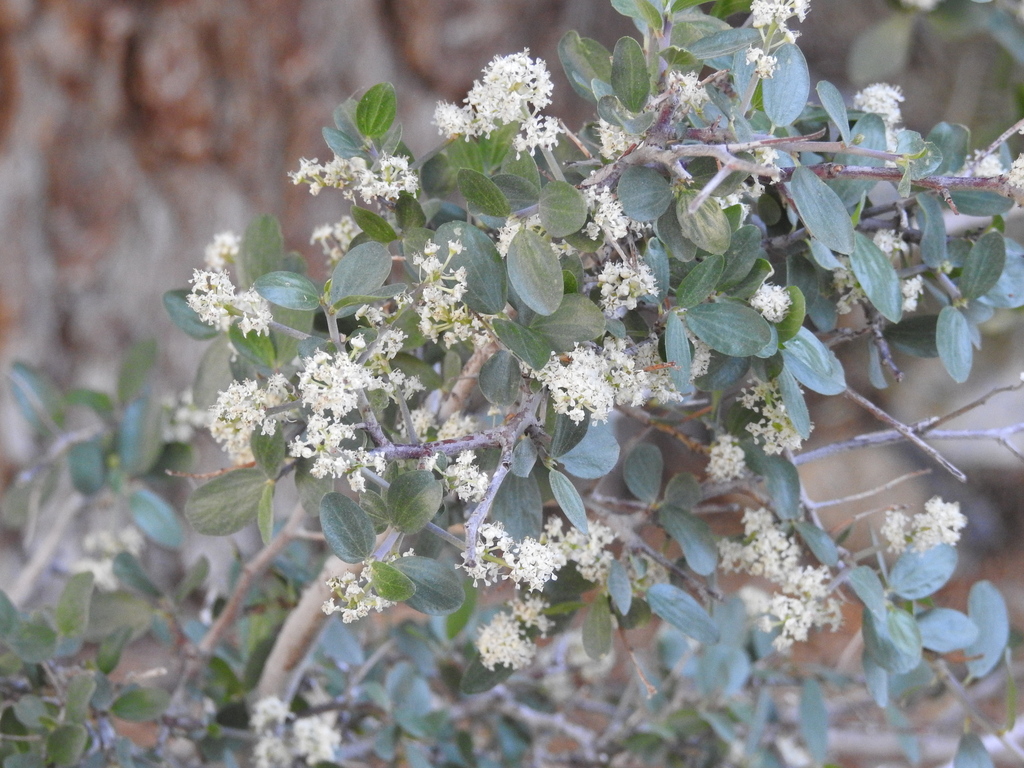 Ceanothus martini (Ceanothus martini)
