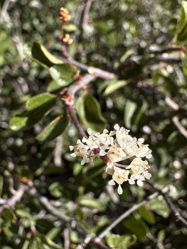 Ceanothus martini (Ceanothus martini)