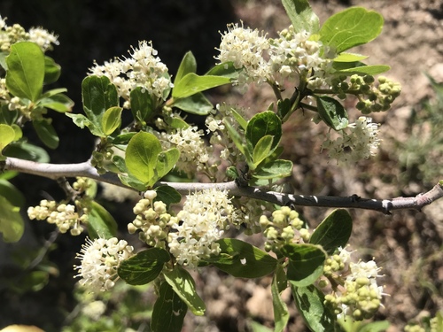Ceanothus martini (Ceanothus martini)
