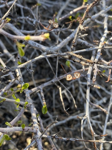 Ceanothus martini (Ceanothus martini)