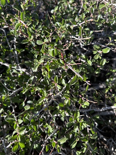 Ceanothus martini (Ceanothus martini)
