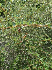 Bigpod ceanothus (Ceanothus megacarpus)