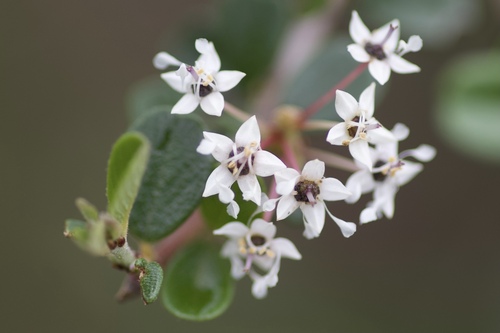 Bigpod ceanothus (Ceanothus megacarpus)