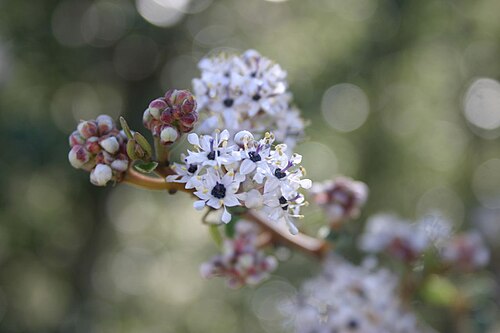 Bigpod ceanothus: Ceanothus megacarpus
