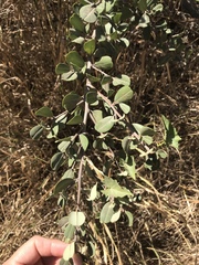 Bigpod ceanothus (Ceanothus megacarpus)