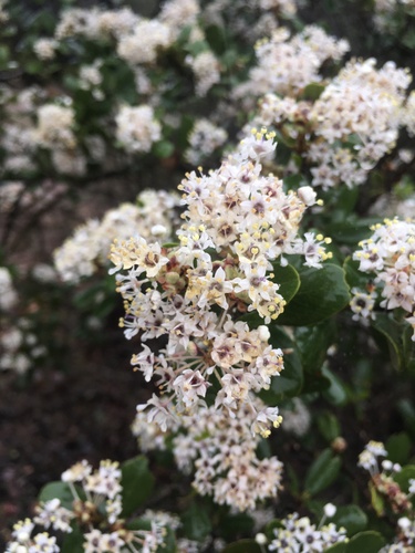 Bigpod ceanothus (Ceanothus megacarpus)