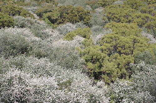 Bigpod ceanothus: Adenostoma sparsifolium and Ceanothus megacarpus , upper Stunt Canyon, Santa Monica Mountains