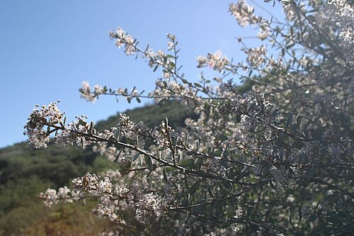 Bigpod ceanothus: Ceanothus megacarpus , upper Stunt Canyon, Santa Monica Mountains, southern California.