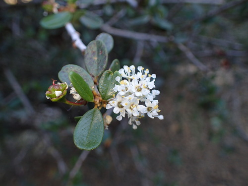Bigpod ceanothus (Ceanothus megacarpus)
